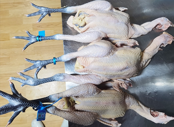 昆明土杂鸡