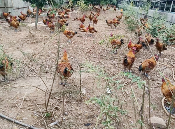 土杂鸡放牧